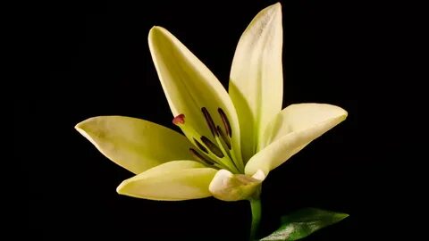 Blooming flower