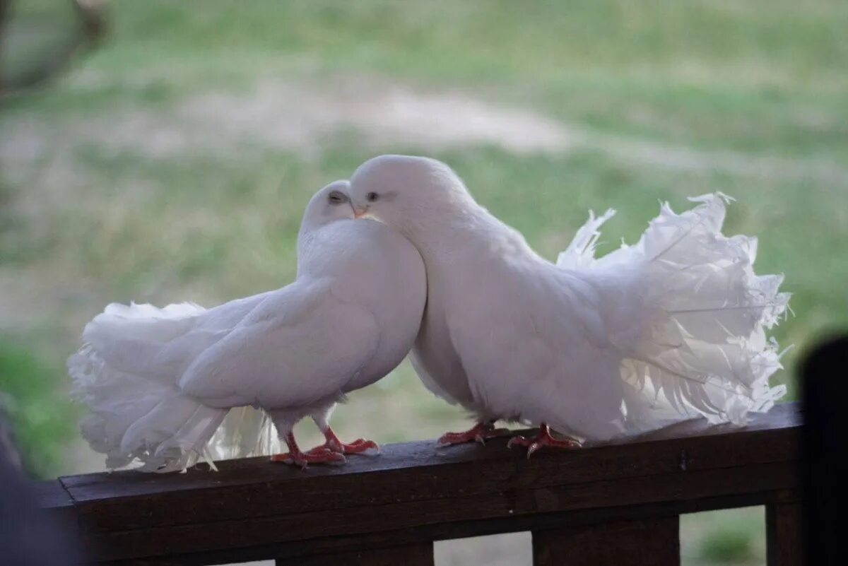 Два голубя. Тише люди голуби слушать. Брачный период голубей. Тише люди голуби слушать. Голуби воркуют.