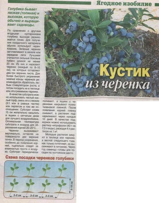 Как размножается голубика. Голубика схема посадки голубики. размножение голубики черенками. высота кустов голубики садовой. схема подкормки садовой голубики.