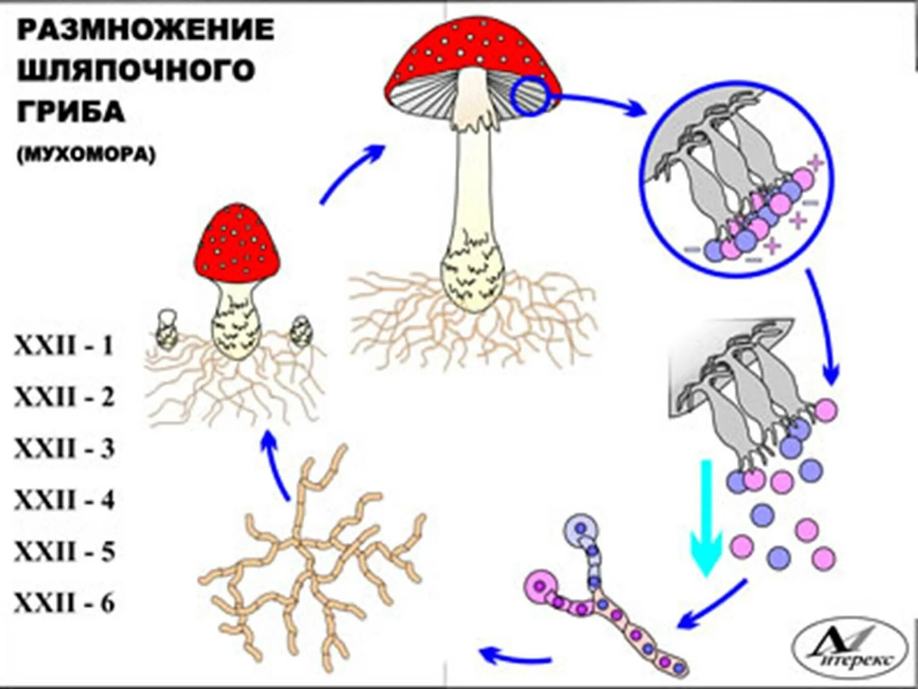 Размножение шляпочных грибов грибницей. Схема полового размножения шляпочных грибов. Цикл размножения шляпочных грибов. Размножение грибов спорами схема. Грибы споры в организме