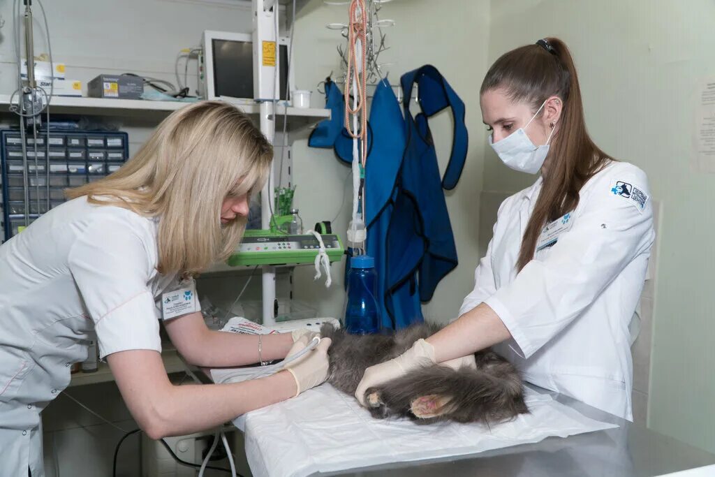 Практика в клинике ветеринария. Практика в клинике ветеринария. Ветеринар фельдшер. Студенты ветеринары. Практика в клинике ветеринария.