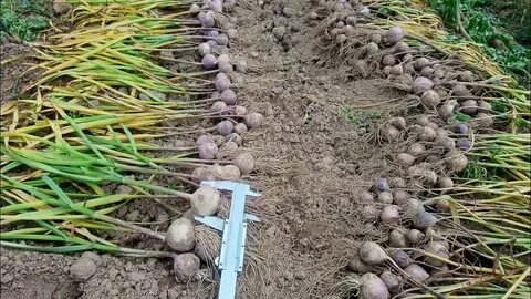 Сколько чеснока на 1 сотку