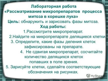 Лабораторная работа наблюдение митоза