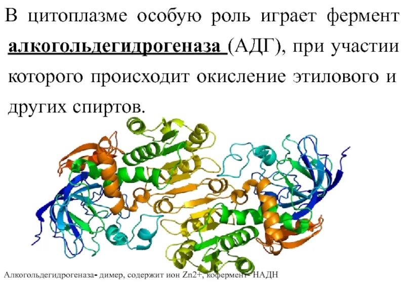 Алкогольдегидрогеназа формула фермент. Строение алкогольдегидрогеназы. Алкогольдегидрогеназа класс ферментов. Алкогольдегидрогеназа строение фермента. Ферменты особые