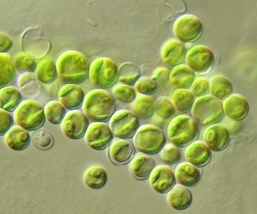 Появление одноклеточных водорослей