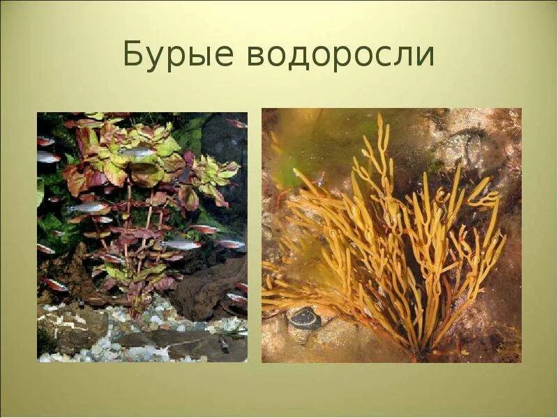 Водоросль бурая корень. Охрофитовые водоросли. Цистозейра водоросли. Ламинария фукус саргассум. Фукусы морские водоросли.