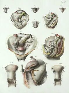 Разные женские органы