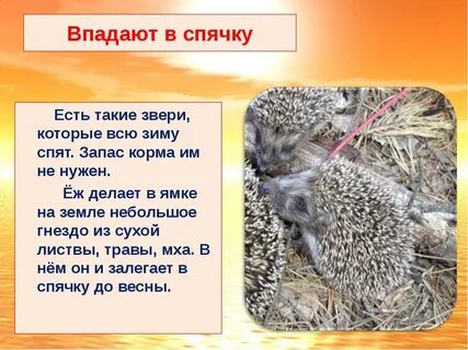 Как называется когда впадают в спячку