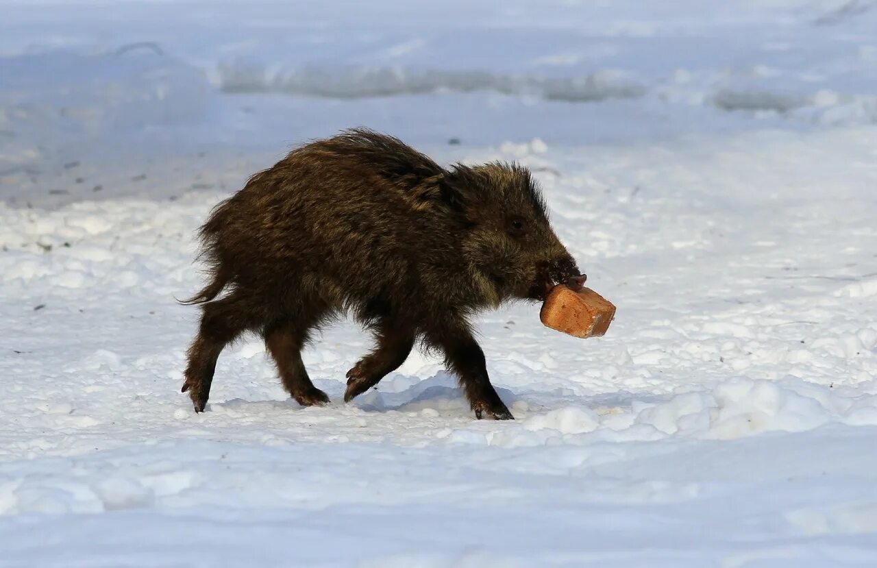 Кабанчик бежит. Кабанчик прыгает. Кабан бежит. Кабан пробежал. Крымский дикий кабан.