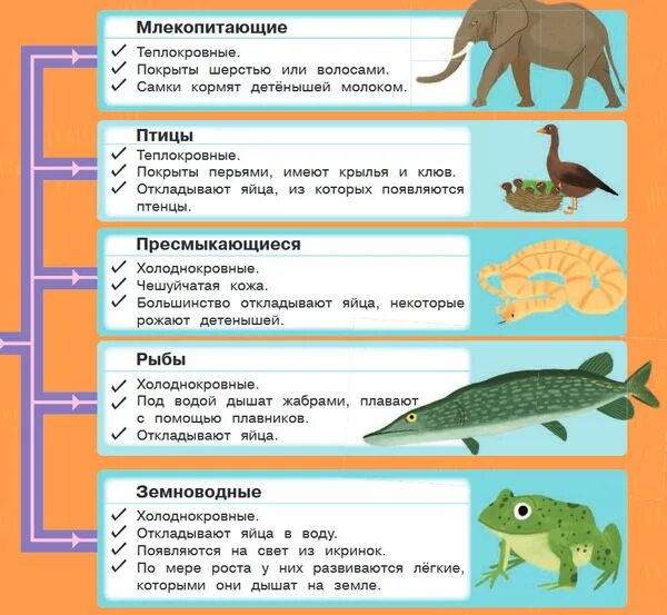 Почему млекопитающие теплокровные животные. Теплокровные и холоднокровные. хладнокровные и теплокровные животные таблица. примеры теплокровных и холоднокровных животных. животные которые относятся к холоднокровным.