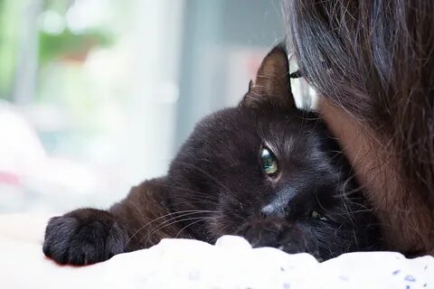 Котокафе мурчашка