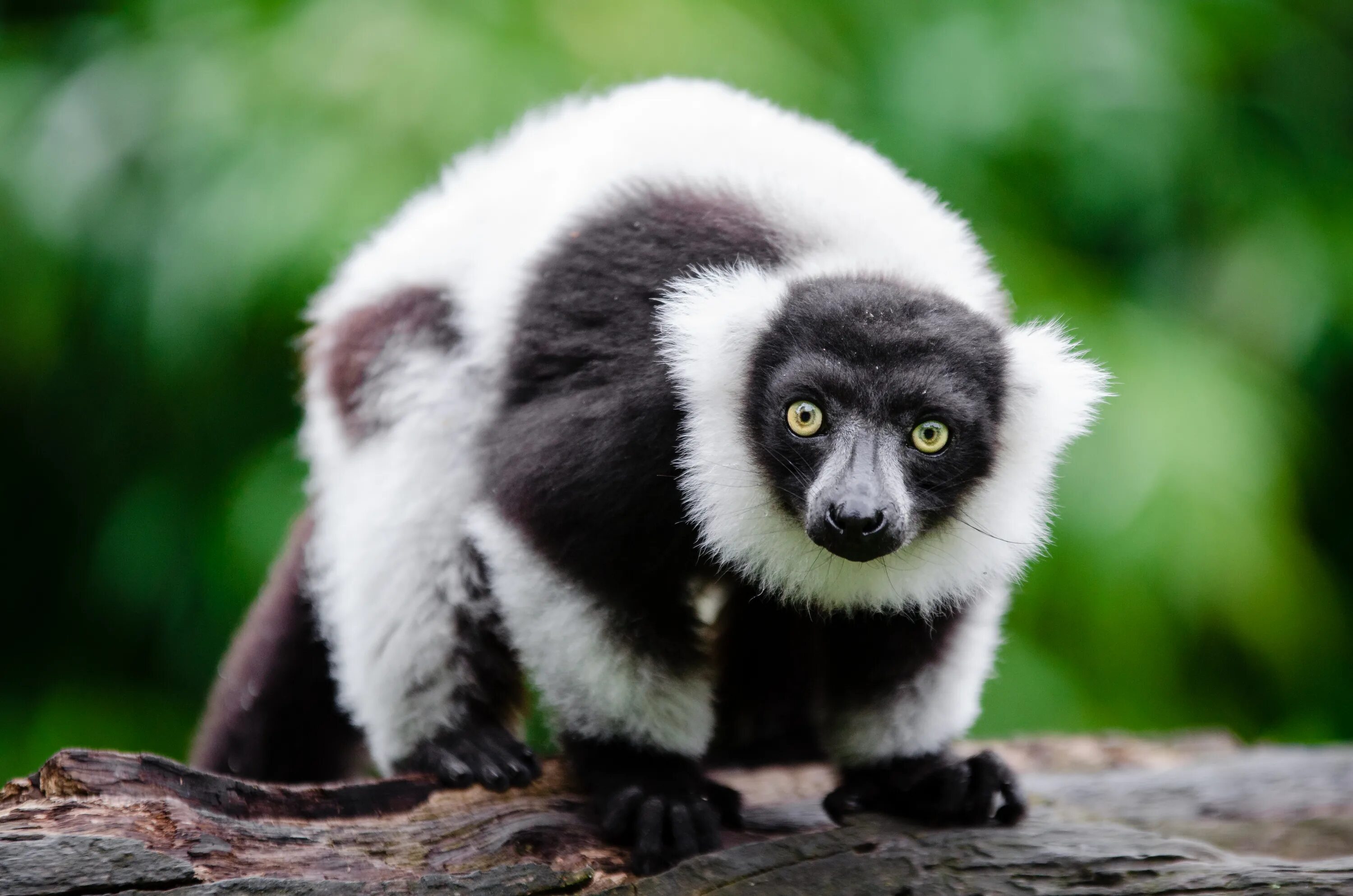 Лемур Мадагаскар. Приматы Мадагаскара. Мадагаскар обезьяны. Обезьяна черно белая окрас.