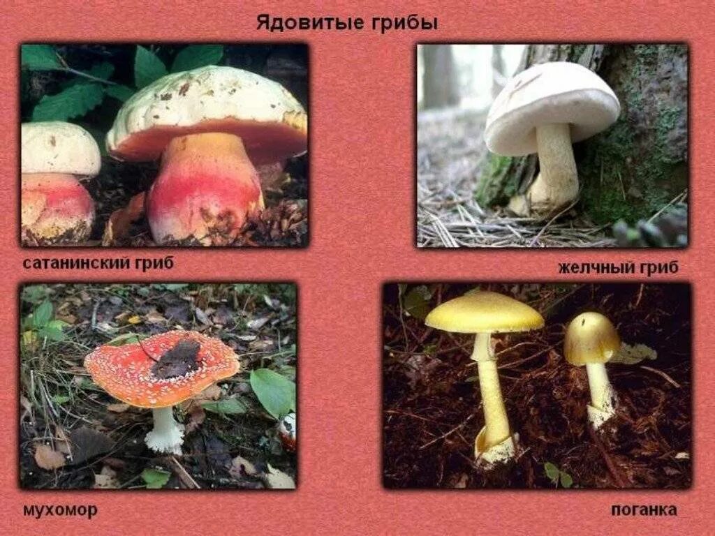 Ядовитые трубчатые. Несъедобные пластинчатые грибы. трубчатые грибы съедобные и несъедобные. трубчатые ядовитые и несъедобные грибы. трубчатые ядовитые грибы названия.