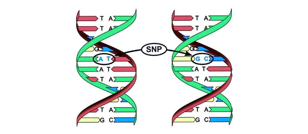 Single nucleotide polymorphism. Однонуклеотидный полиморфизм snp. однонуклеотидные полиморфизмы (single nucleotide polymorphism, snp). полиморфизм днк. snp это в генетике.