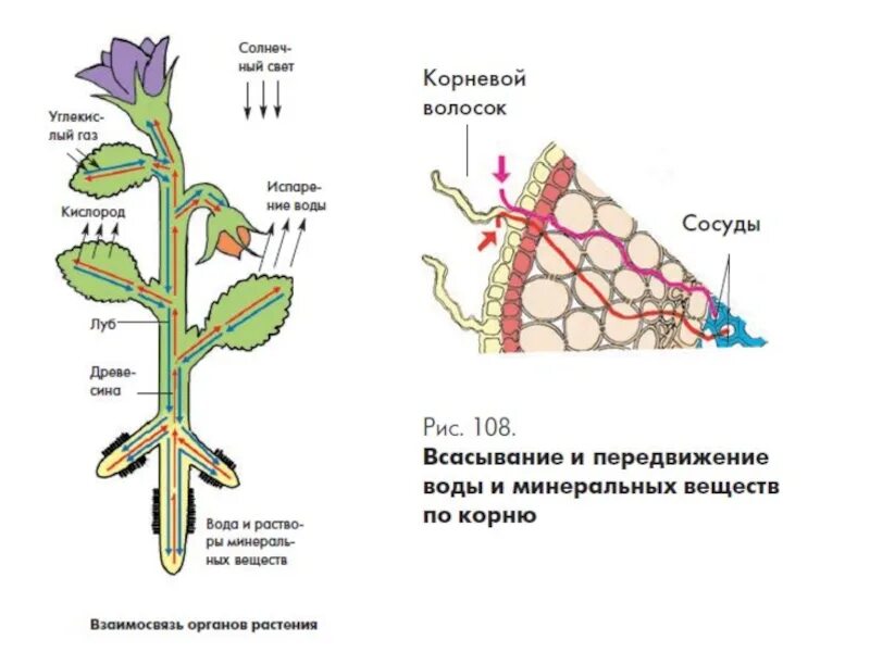 По какой части стебля передвигается вода. Схема движения веществ поглощенных корнем. Схема продвижения веществ поглощённых корневыми волосками. Схема движения веществ поглощенных корнем рисунок. Поглощение корневыми волосками.