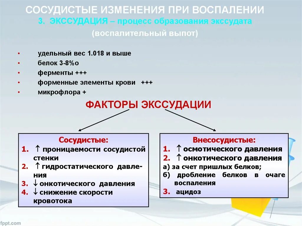 Элемент воспаления. Сосудистые изменения при воспалении. факторы экссудации при воспалении. сосудистые изменения в очаге воспаления. изменения при воспалении.