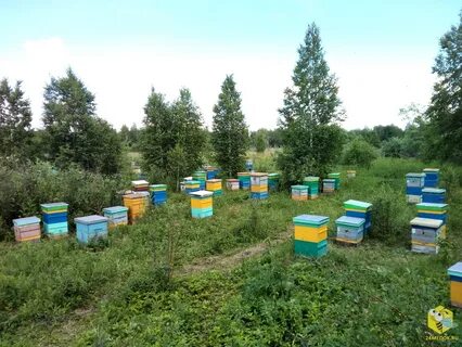 Улья сибири