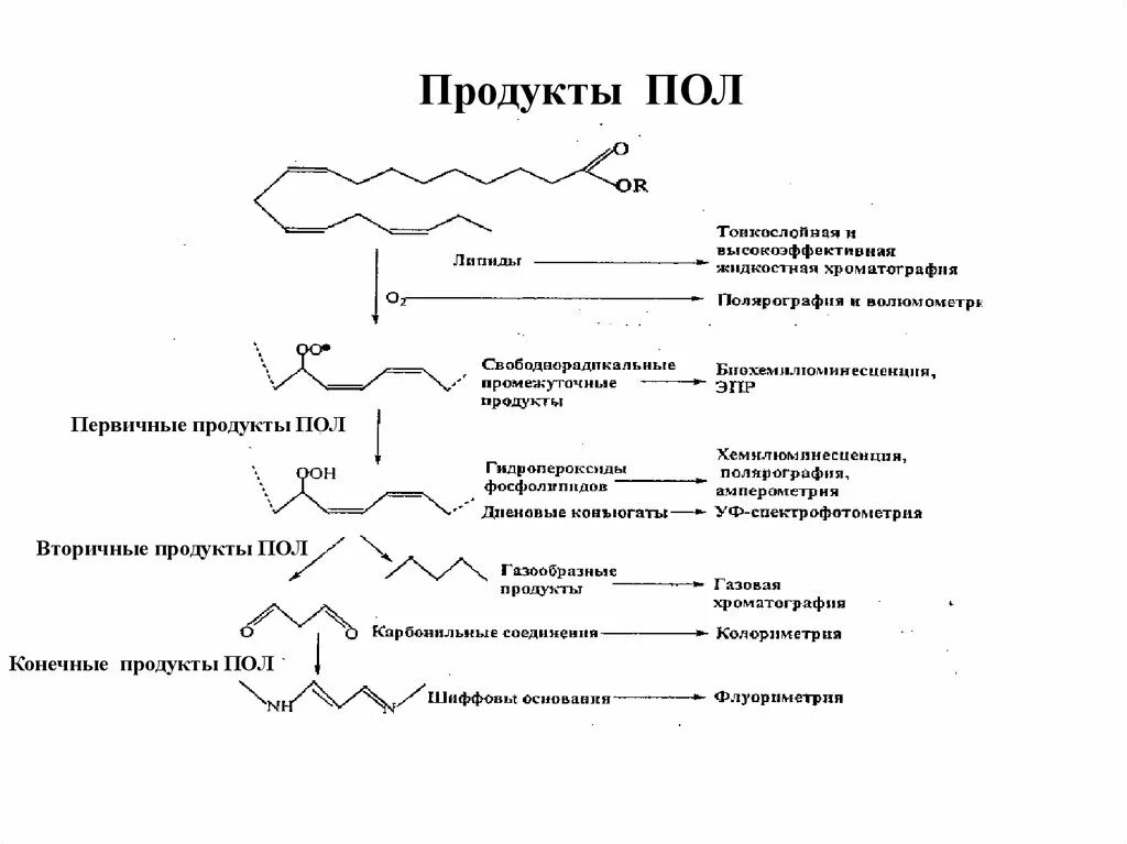 Пол липидов. Продукты перекисного окисления липидов. Перекисное окисление липидов схема. Конечные продукты пол. Вторичные продукты пол.