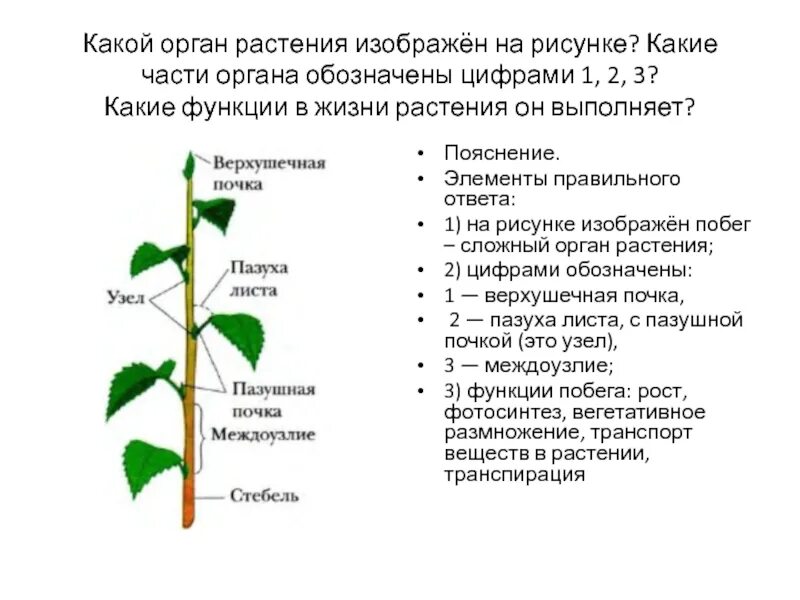 Какое строение считается. Какое строение считается