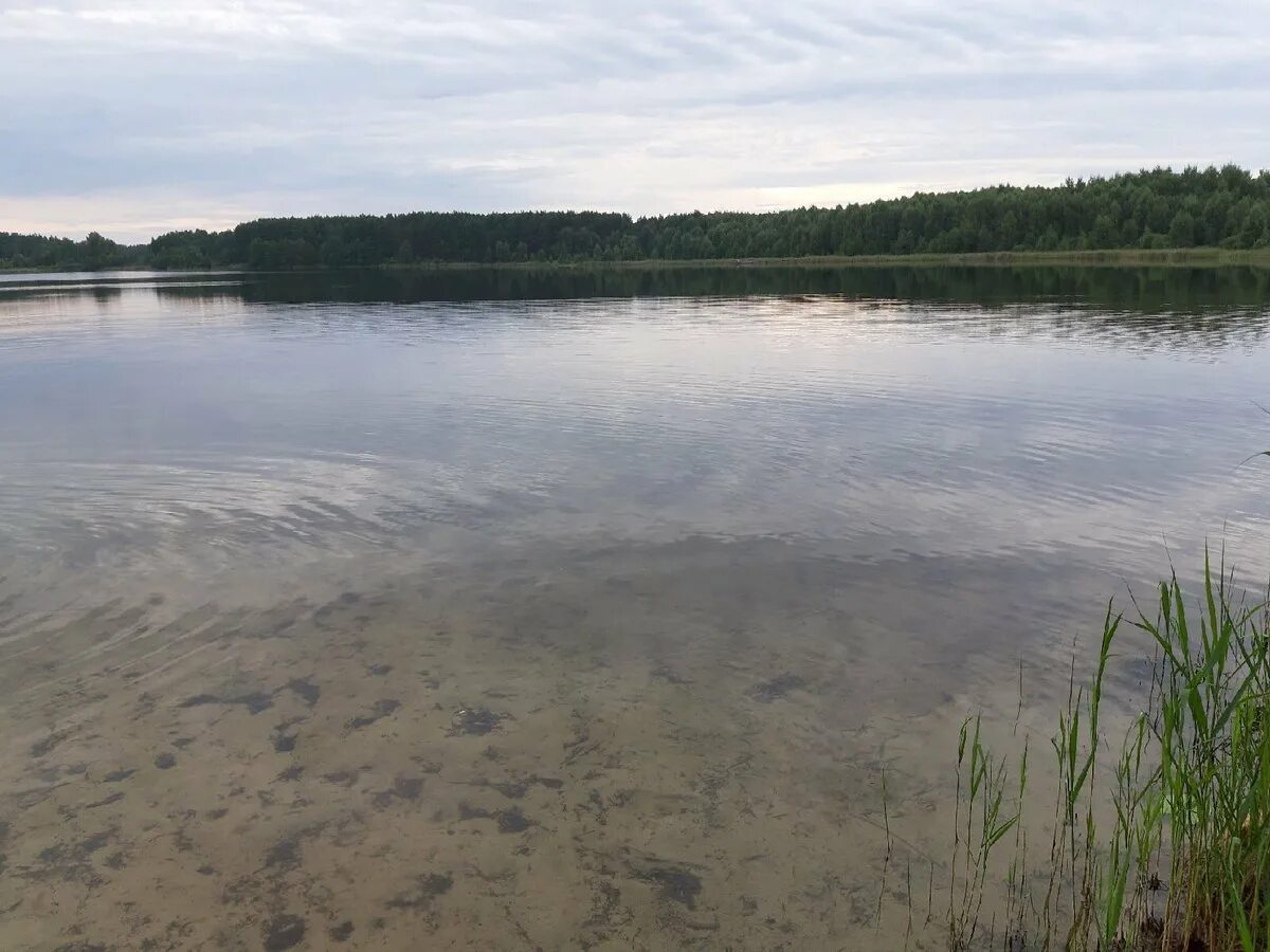 Маленькое беленькое озеро. Озеро белое Клепиковский район. Озеро великое Клепиковский район. Озеро Беленькое. Озеро Сокорево Клепиковский район.