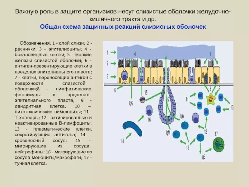 Защитная функция кожи и слизистых оболочек. Иммунная система слизистых оболочек. Взаимосвязь слизистых в организме. Иммунная защита в ЖКТ. Роль слизистых оболочек