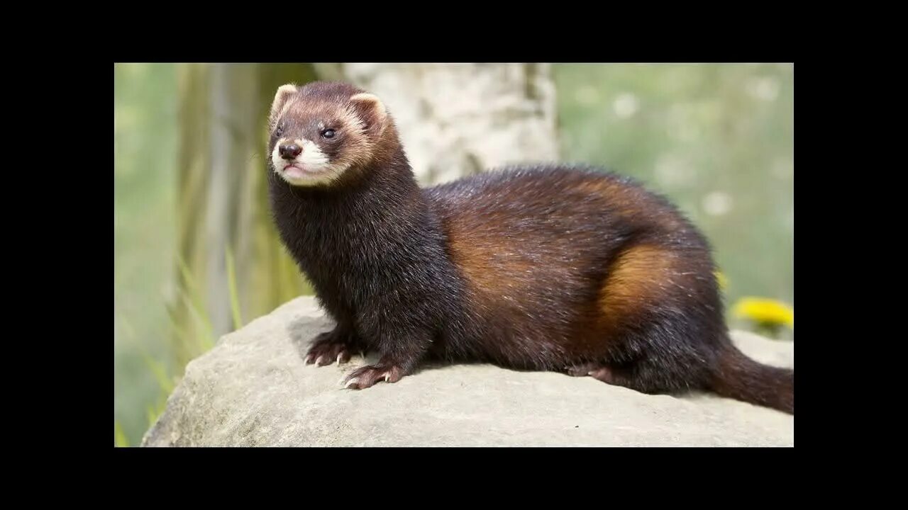 Степной хорь (mustela eversmanni). Амурский степной хорь. Американский черноногий хорек. Хорек фретка соболиный. Виргинский хорь 5 букв.