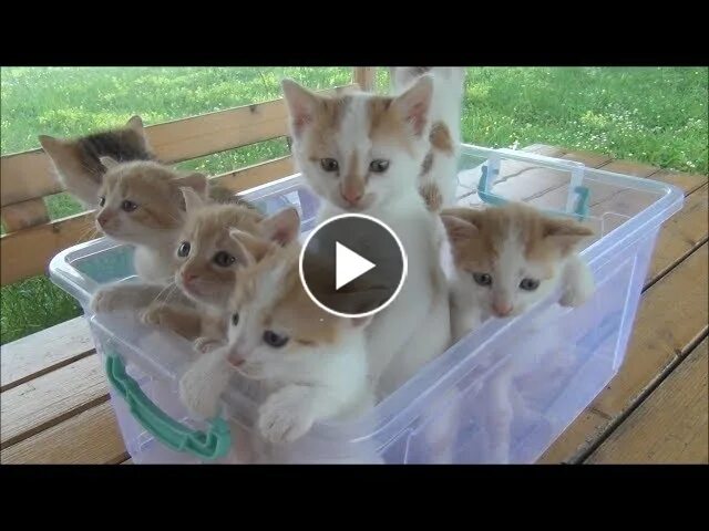 Мяуканье котят kittens meowing kittens meowing звук. &quot;kittens meowing&quot; &amp;&amp; ( исполнитель  группа  музыка  music  band  artist ) &amp;&amp; (фото  photo).