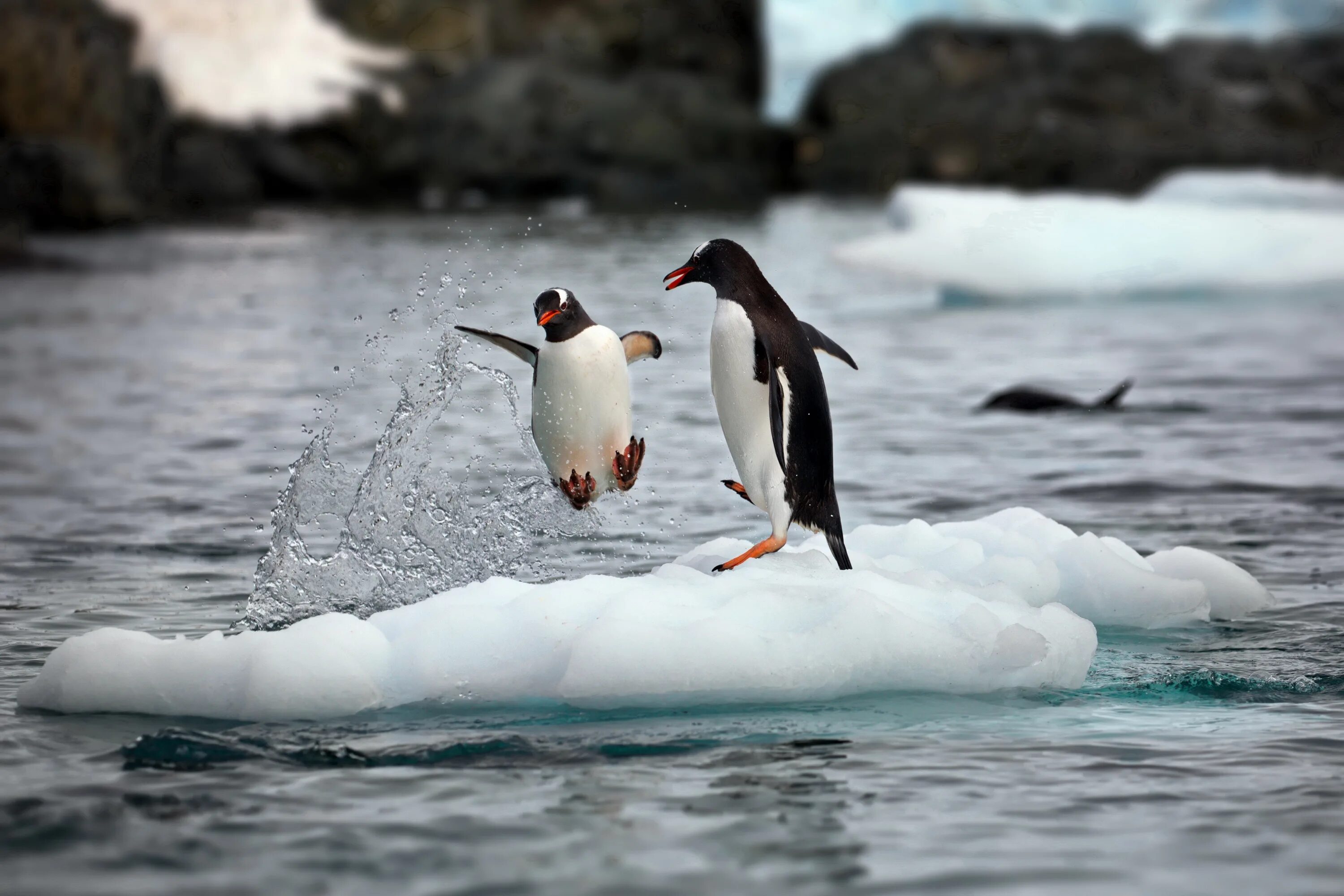 Пингвин касатка лодка. Императорский Пингвин в Антарктиде. Касатка в Антарктиде. Гренландский Пингвин. Пингвины в Антарктиде.