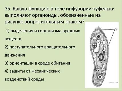 Органеллы инфузорий