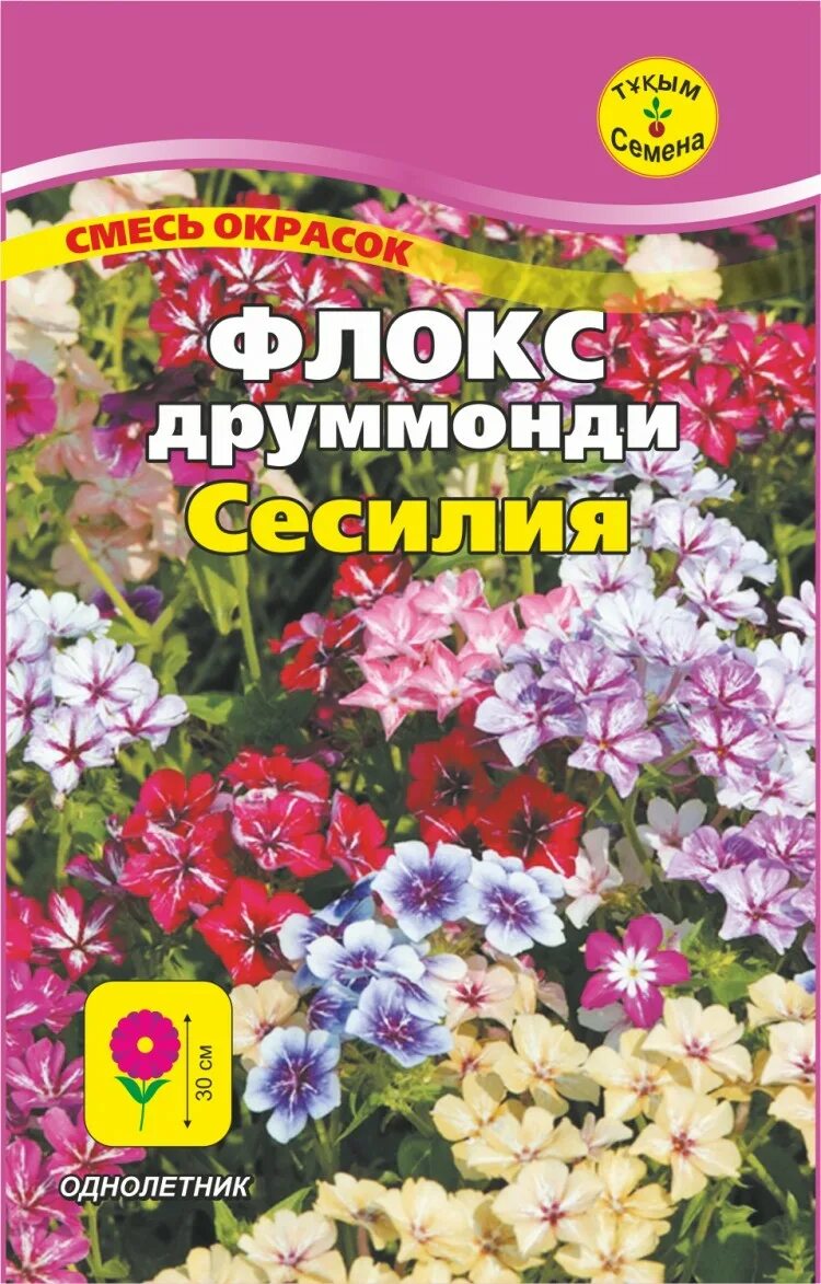 Флокс веселый гном. Флокс друммонди смесь. Флокс однолетний веселый Гном. Флокс друммонди Гном.