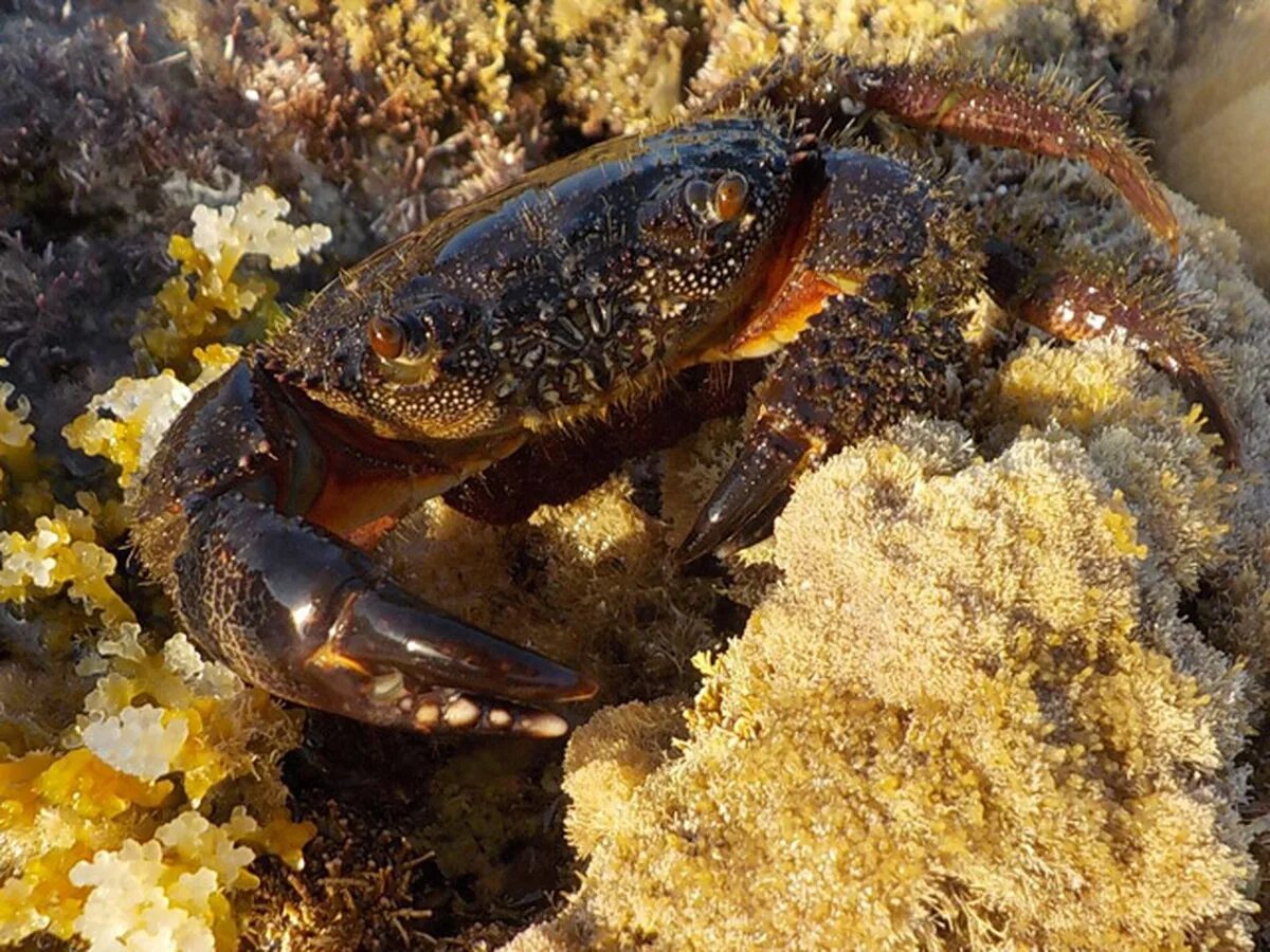 Камень краба. Каменный краб (Eriphia verrucosa). Краб каменный Eriphia spinifrons. Крабы черного моря. Черноморский красный краб.