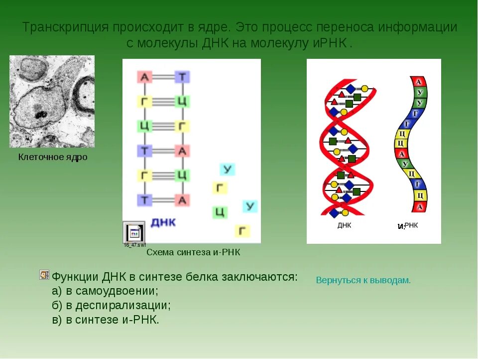 Синтез белков ядра происходит в. Процесс транскрипции происходит. Процесс самоудвоения молекулы ДНК. Транскрипция происходит в. Синтез молекулы ДНК.