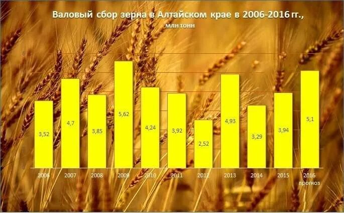 Урожайность зерновых культур. Урожайность алтайский край. Урожайность алтайского края. Урожайность алтайского края. Урожайность алтайского края.