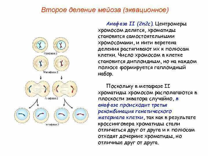 Таблица количество хромосом при митозе мейозе. Схема митоза 2n. Деление клетки мейоз схема. Митоз и мейоз стадии деления.