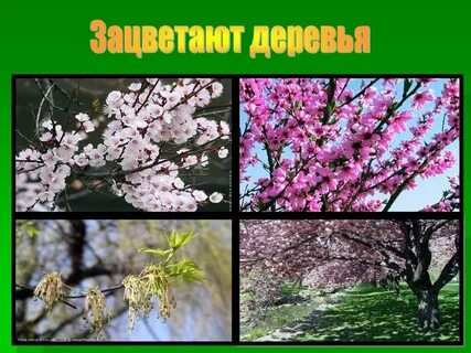 Жизнь растений весной и летом