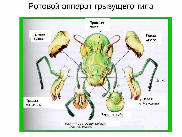 Строение ротового аппарата кузнечика. Саранча Тип ротового аппарата. Ротовой аппарат саранчи строение. Грызущий ротовой аппарат таракана строение.