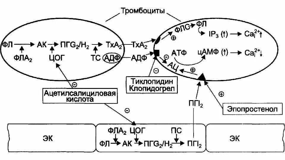 Ацетилсалициловая кислота антиагрегант. Ацетилсалициловая кислота антиагрегантное действие. Тромбоксан механизм действия. Антиагрегантное действие ацетилсалициловой кислоты связано с. Механизм действия антиагрегантов схема.