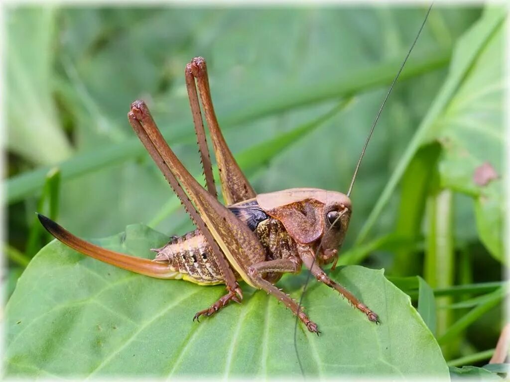 Сообщение по биологии прямокрылые. Кузнечиковые tettigoniidae. прямокрылые сверчки. прямокрылые кузнечики. прямокрылые представители саранча.