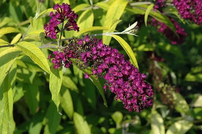 Буддлея Давида Сантана. Buddleja davidii Santana. Буддлея Арлекин, Сантана. Буддлея Давида листья. Будлея из семян выращивание в домашних условиях