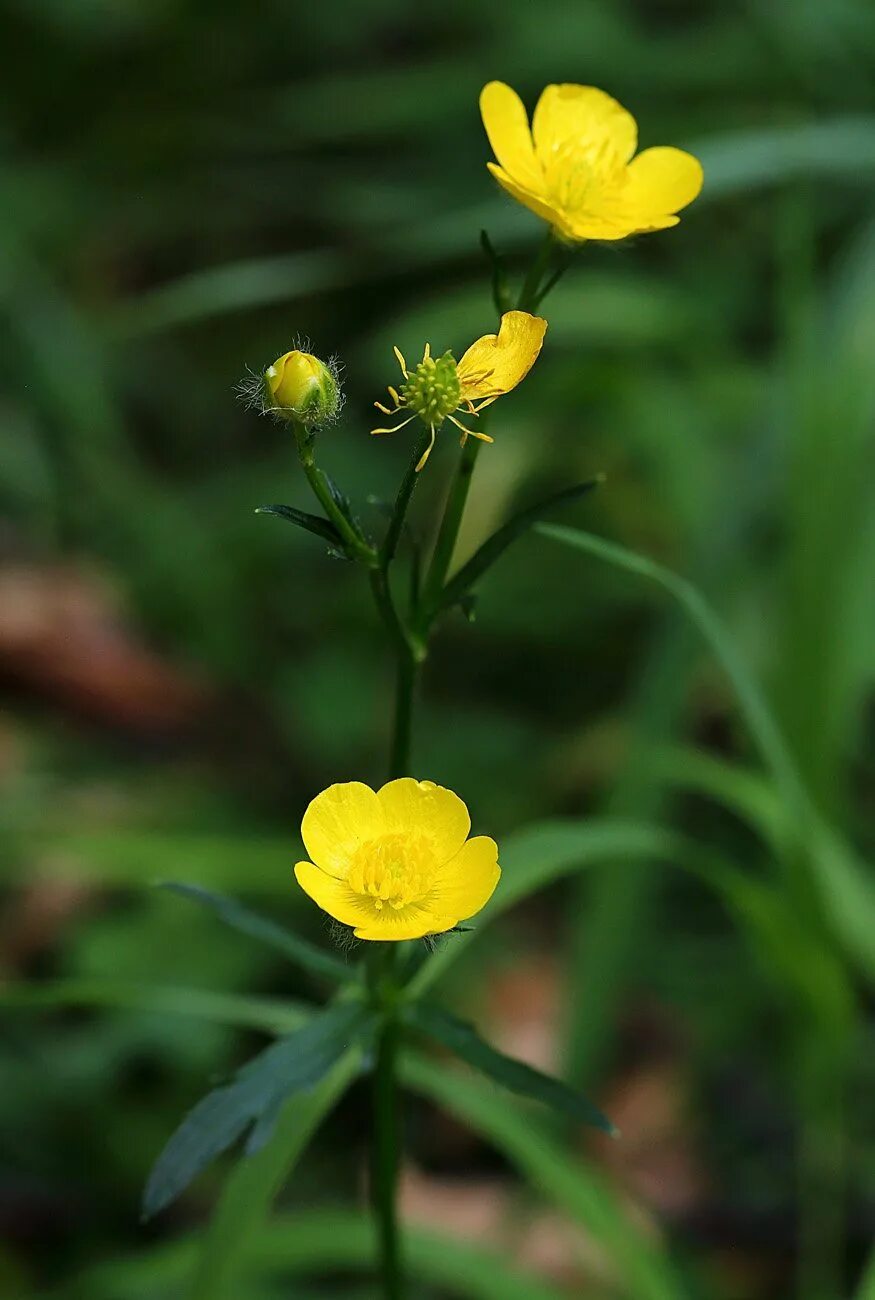 Цветы куриная слепота фото. Лютик едкий. Лютик болотный. Лютик едкий – Ranunculus Acris l.. Лютик едкий махровый.