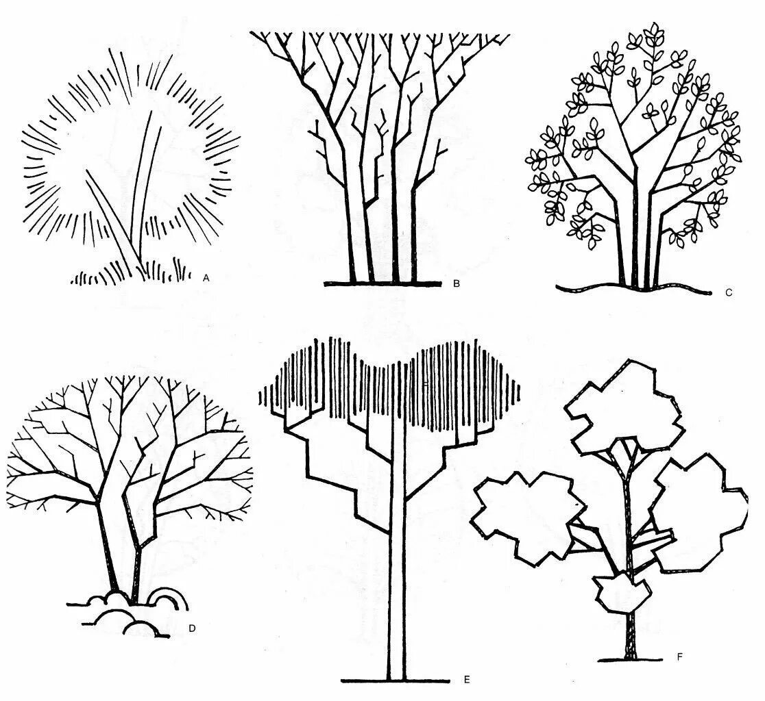 Простое графическое изображение. Стилизация дерева. Стилизованные деревья. Дерево из линий. Стилизованные формы деревьев.