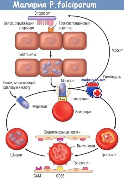 Уровень паразитемии при тропической малярии. Malaria патогенез. Малярия фальципарум. Механизм передачи малярии. Патогенез тропической малярии.