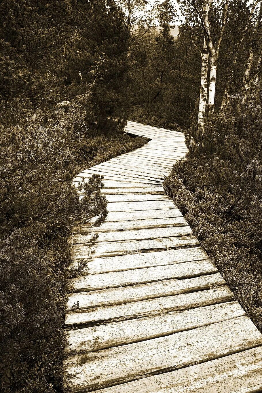 Forward path