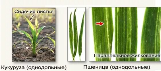 Какое жилкование у листа кукурузы. Лист кукурузы жилкование. жилки листа пшеницы. параллельное жилкование у кукурузы. параллельное жилкование пшеницы.