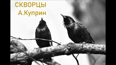 Слушать рассказ скворцы