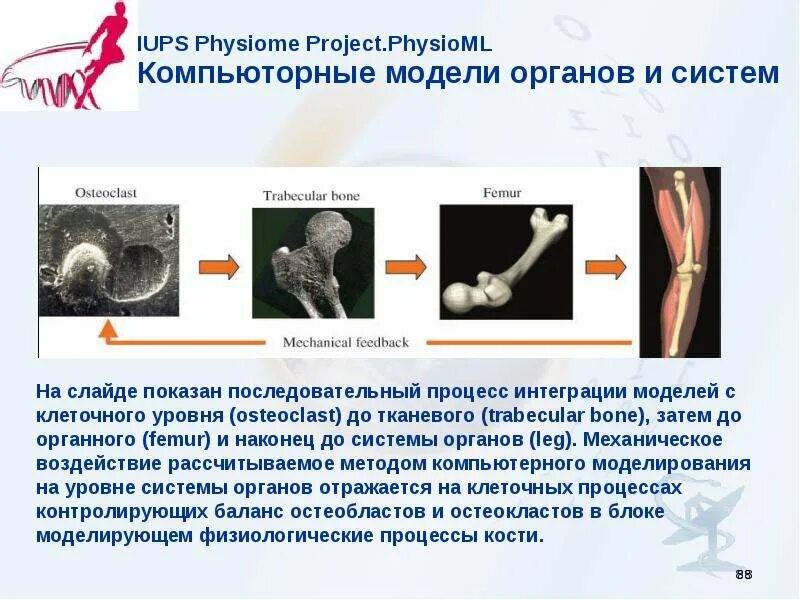 Компьютерное моделирование биологических систем. Метод моделирования в биологии примеры. моделирование биологических процессов примеры. моделирование в процессе биологии. моделирование биологических систем.