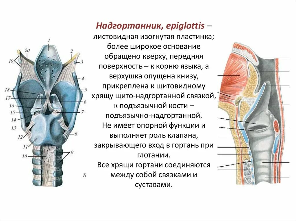 Надгортанный хрящ строение. Строение гортани надгортанник. Надгортанник строение и функции. Строение горла надгортанник.