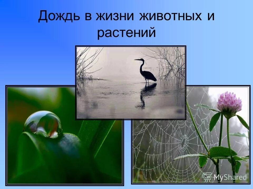 Почему идет дождь. Почему идёт дождь 1 класс окружающий мир. Польза природы. Дождь и ветер окружающий мир 1 класс. Дождь и ветер окружающий мир 1 класс.