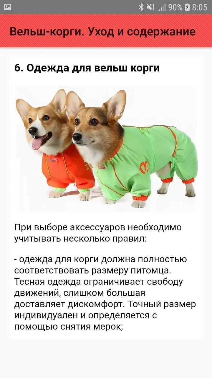 Как кормить щенка корги. Собака вельш корги пемброк характер. вельш корги содержание. рассказ о породе корги. вельш корги размеры.