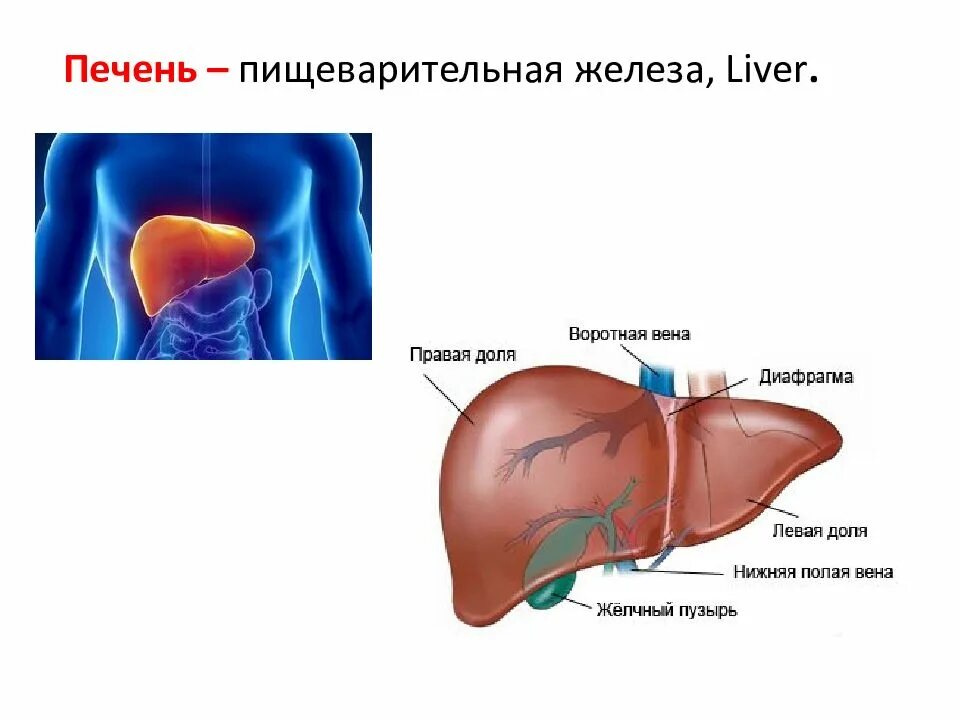 Железы печень сколько живут